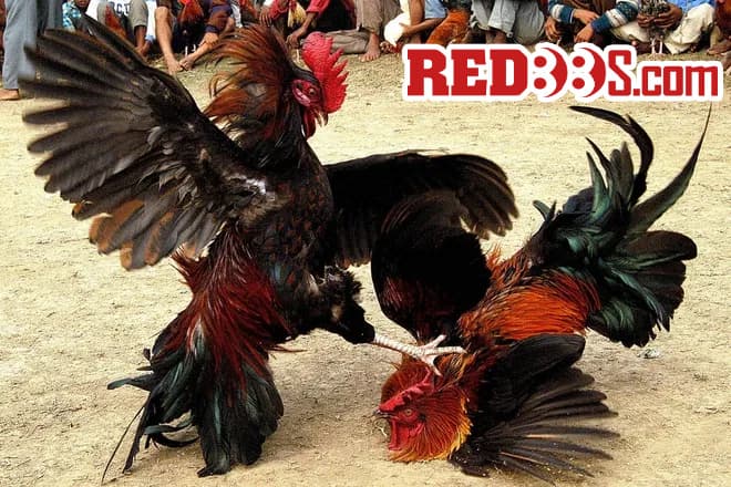 Đá gà RED88 thu hút nhiều người chơi